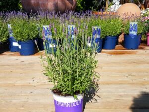 Lavendel dunkel Hidcote niedrig