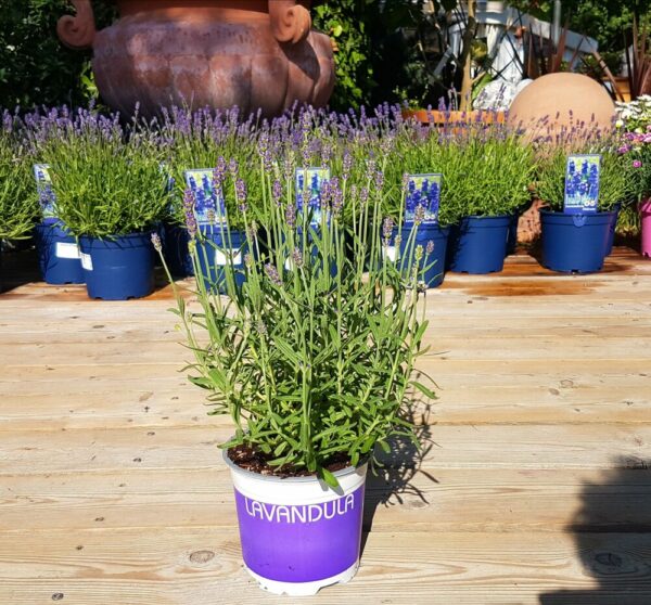 Lavendel dunkel Hidcote niedrig