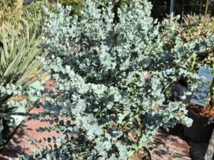 Eucalyptus gunni Azura