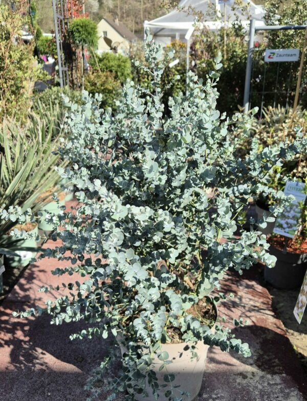 Eucalyptus gunni Azura