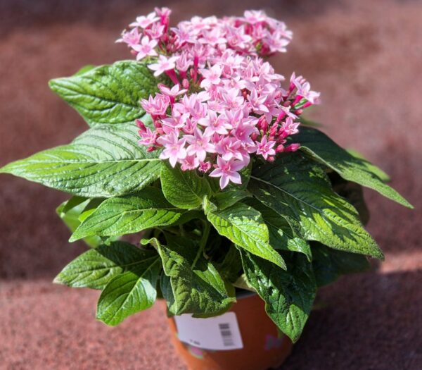 Aegyptischer Stern rosa – Bild 3