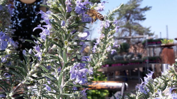 Rosmarin Blüten Vivero Pflanzen