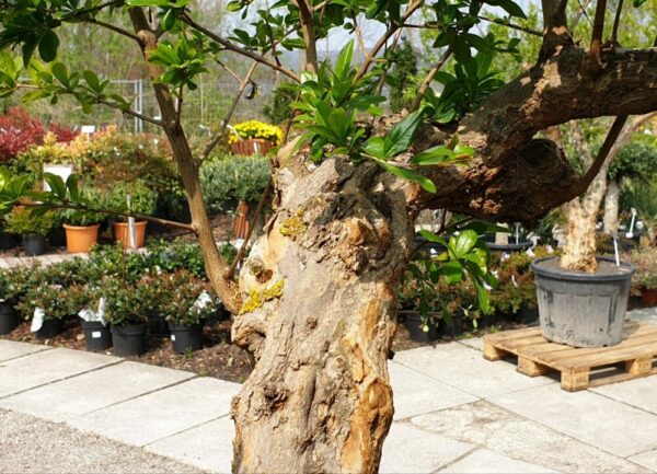 Granatapfel Baum extra knorriger Stamm – Bild 3