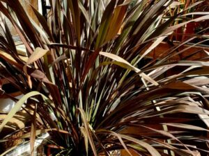 Neuseeländer Flachs dunkelrotes Laub