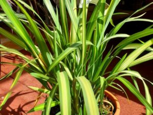 Neuseeländer Flachs grüngelbes Laub