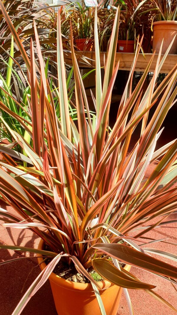 Neuseeländer Flachs rosa, graugrünes Laub