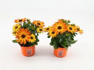 Kapmargrite Sunny Classic Cilia