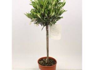 Olivenbaum Stamm 90cm