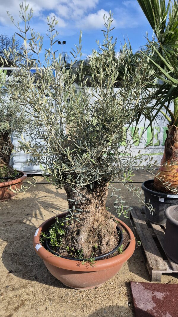 Olivenbaum Bonsai Schale