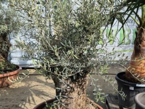 Olivenbaum Bonsai Schale