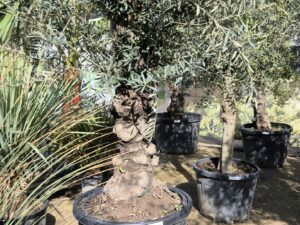 Olive knorrig Tortuga