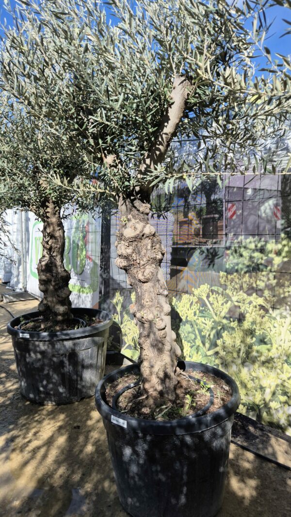Olive knorrig Tortuga – Bild 2