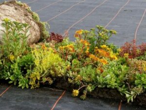 Sedum Rollmatten