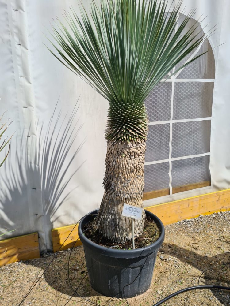 Big Bend Yucca Vivero Pflanzen