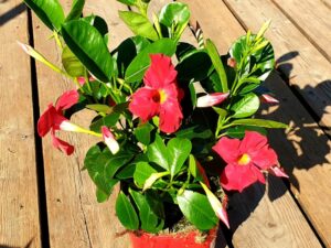 Dipladenia Sundeville rot