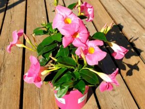 Dipladenia Sundaville dunkelrosa