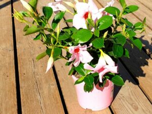 Dipladenia Sundaville hellrosa