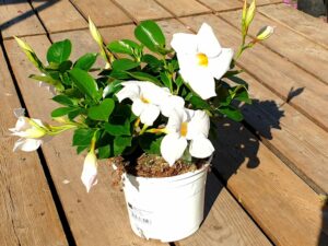 Dipladenia Sundevilla weiss
