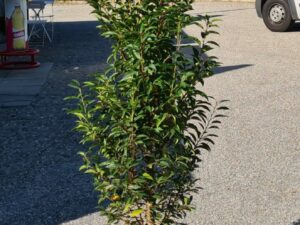 Portugiesischer Lorbeer 80/90cm
