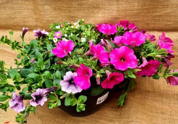 Florentinas Sommerblumen Schale lila-rosa
