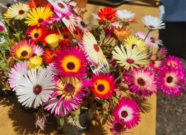 Mittagsblume Mix – Bild 2
