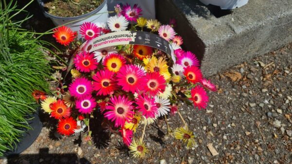 Mittagsblume Mix – Bild 4