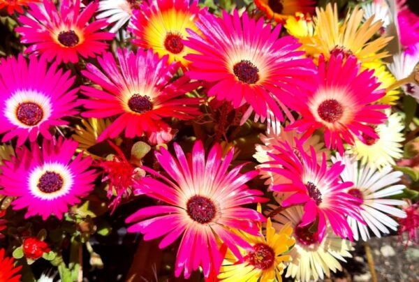 Mittagsblume Mix – Bild 3