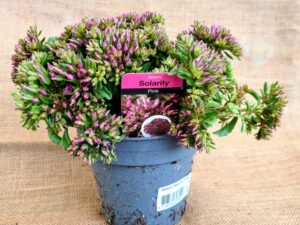 Kaukasus Asienfetthenne violett