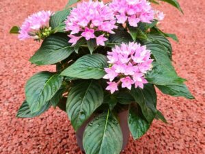 Aegyptischer Stern rosa