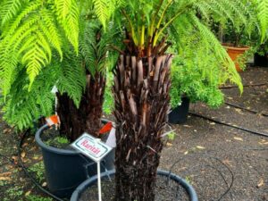 Australischer Taschenfarn