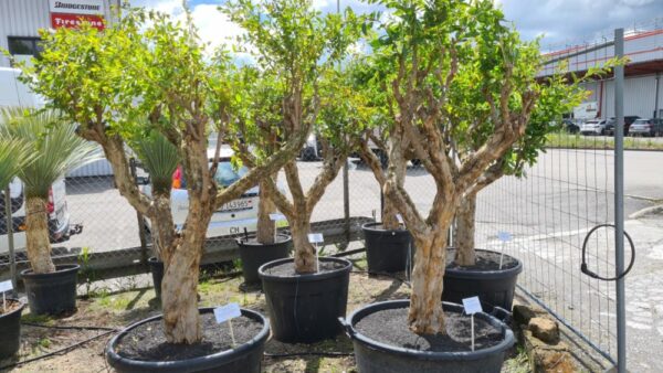 Granatapfel Baum extra knorriger Stamm – Bild 6