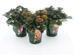 Hortensia 'Black Diamonds'