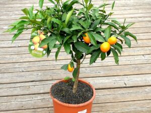 Kumquat Stämmchen