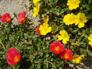 Portulacröschen 12cm Topf