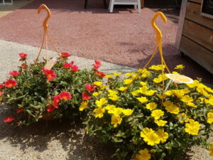 Portulacröschen 28cm Topf