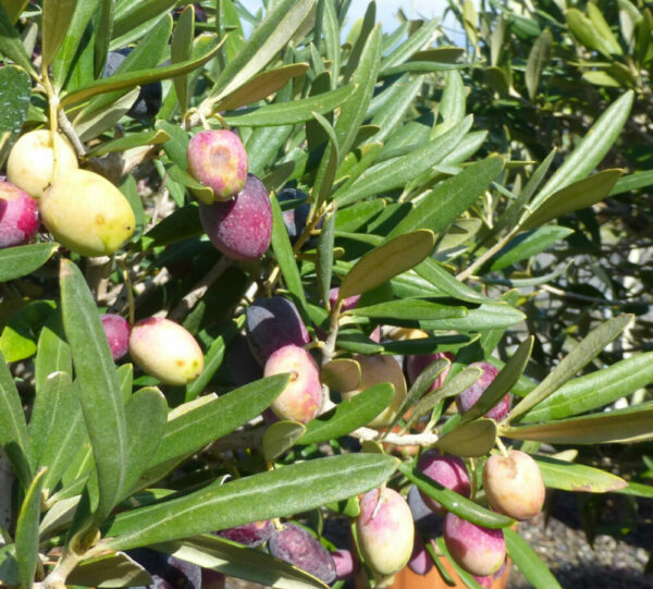 Oliven Früchte am Baum