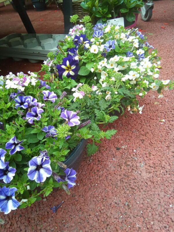 Florentinas Sommerblumen Schale blau-weiss – Bild 2