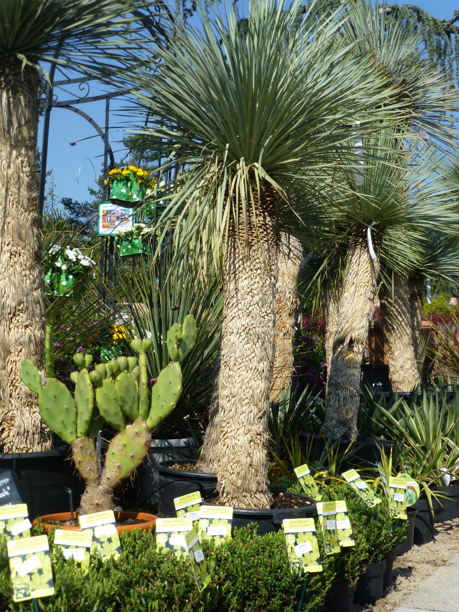 Big Bend Yucca Vivero Pflanzen