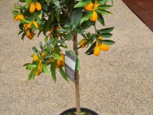 Kumquat Stamm 120cm