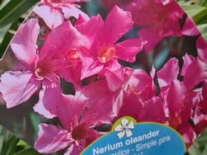 Oleander rosa