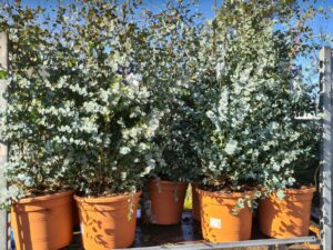 Eucalyptus gunnii Busch gross