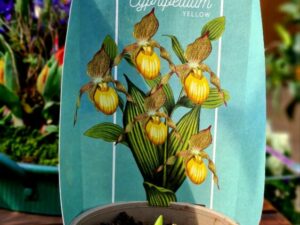 Gartenorchidee Frauenschuh gelb