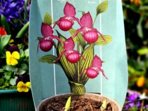 Gartenorchidee Frauenschuh lila