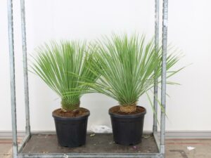 Big Bend Yucca 20cm Stamm