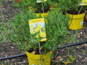 Steinrose Sonnenteppich