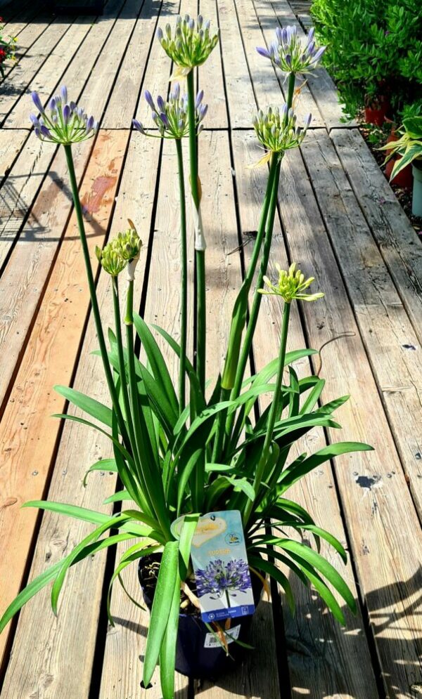 Liebesblume / Schmucklilie