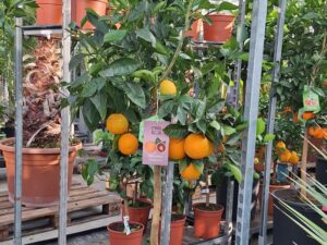 Blutorange gross