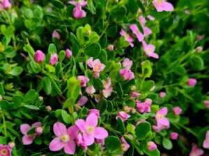 Boronia crenulata / Anisboronia Busch mittel