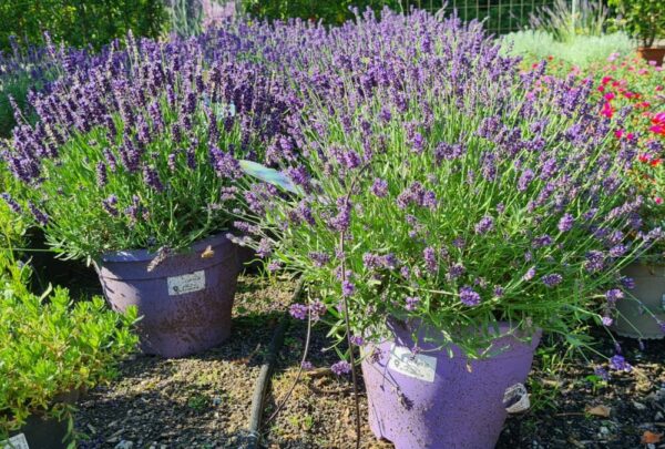 Lavendel Munstead dunkelblau – Bild 2