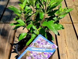 Bartblume